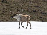 Vacation Alaska and Northwest  Caribou